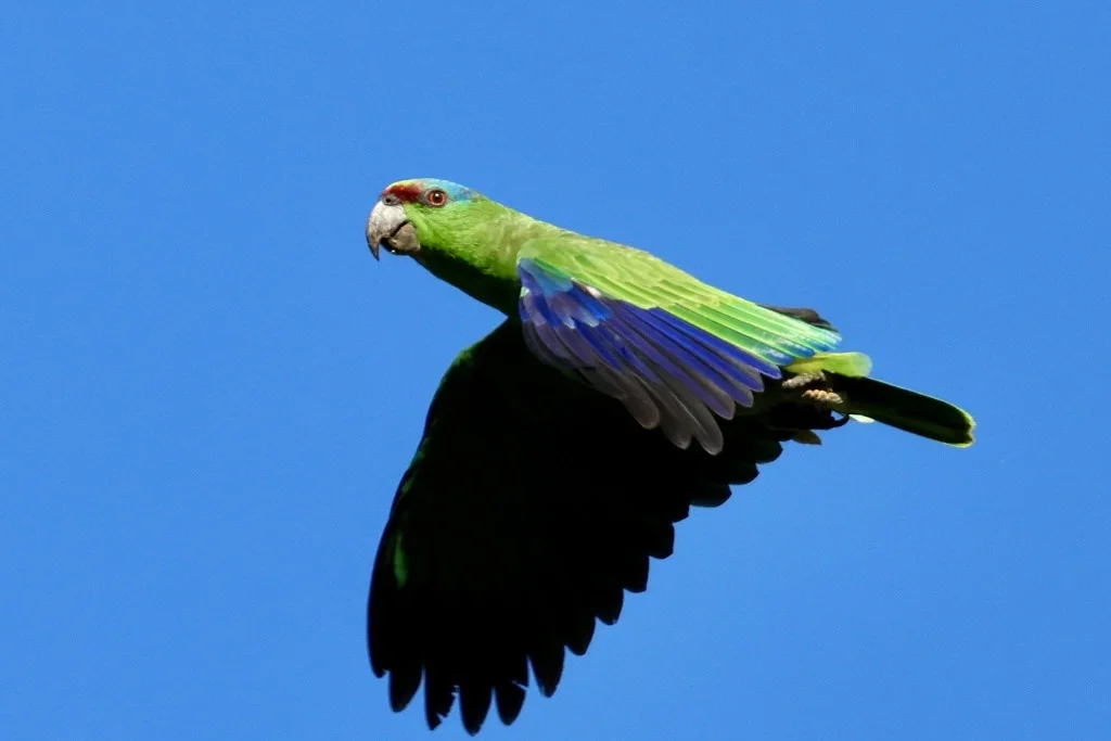 Green Amazon parrot in flight - JMJT_Aberdeen
