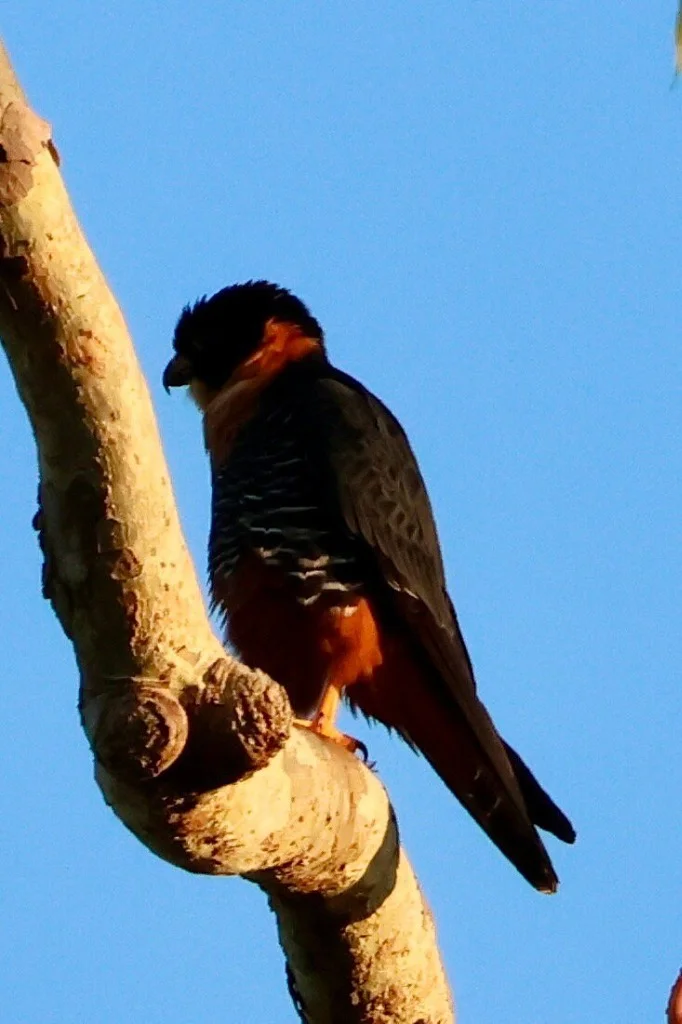 Bat Falcon perched on tree - JMJT_Aberdeen