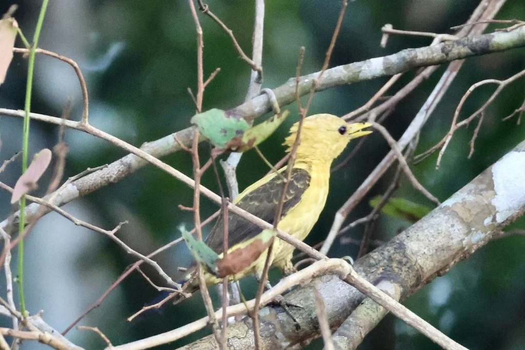 Cream-colored Amazon Yellow Woodpecker - JMJT_Aberdeen