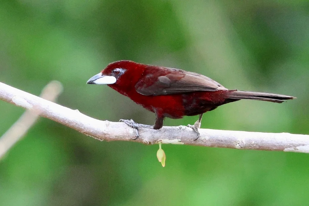 Silver-beaked Crimson Tanager bird - JMJT_Aberdeen