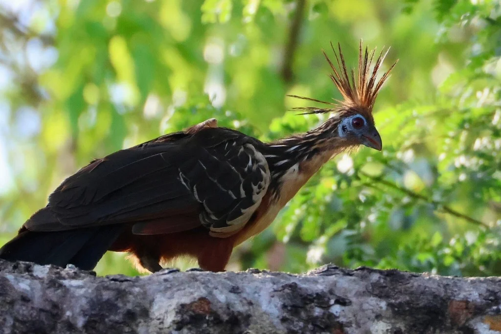Hoatzin Cigana Amazon bird - JMJT_Aberdeen