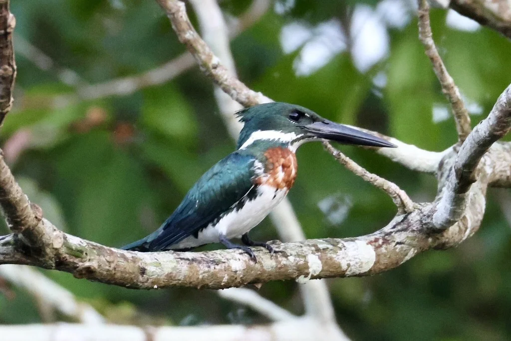 Green Kingfisher Amazon bird - JMJT_Aberdeen