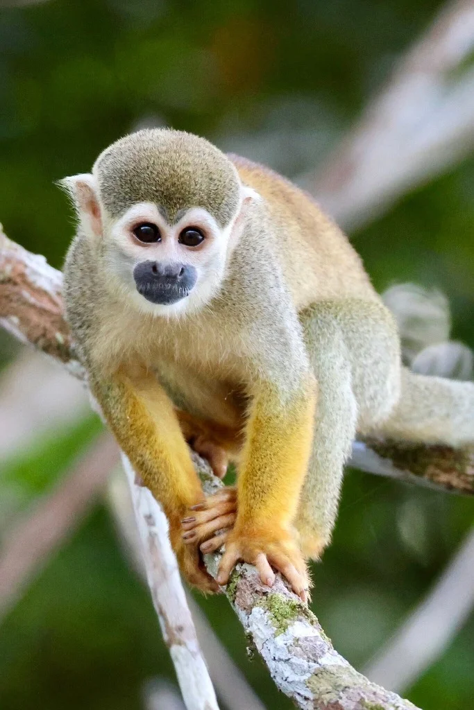 Squirrel monkey on branch - JMJT_Aberdeen