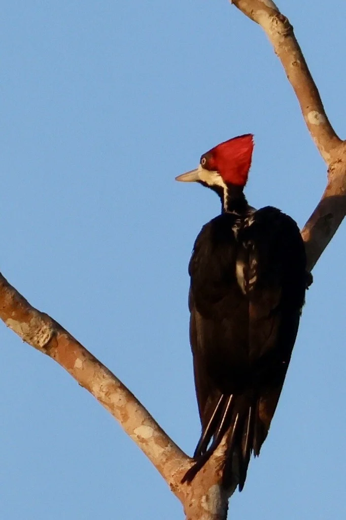 Red-crested Amazon Woodpecker - JMJT_Aberdeen